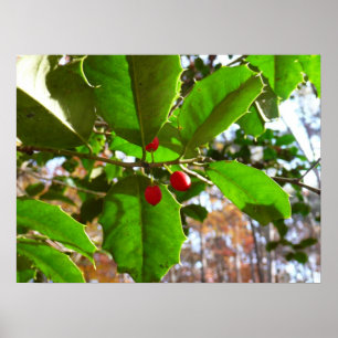 Poster Feuilles de houx II Nature botanique de vacances