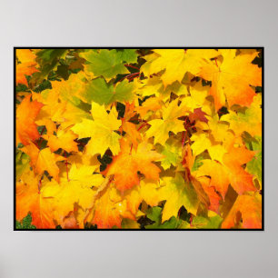 Poster Feuilles de l'érable d'automne aux couleurs d'auto