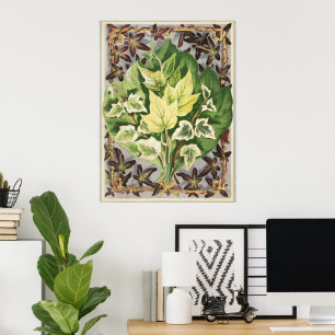 Poster Feuilles de lierre de Shirley Hibberd art botaniqu