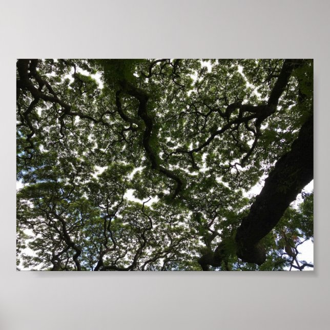 Poster Feuilles de saumons rouges (Devant)