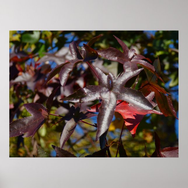 Poster Feuilles de Sweetgum à l'automne (Devant)