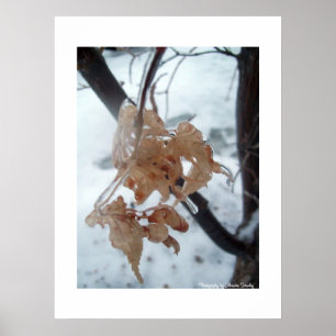 Poster Feuilles de verre