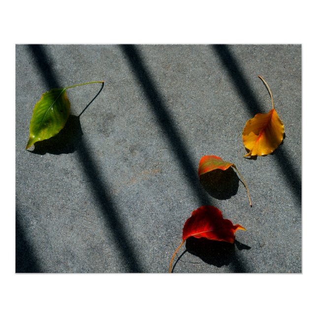 Poster Feuilles d'érable (Devant)
