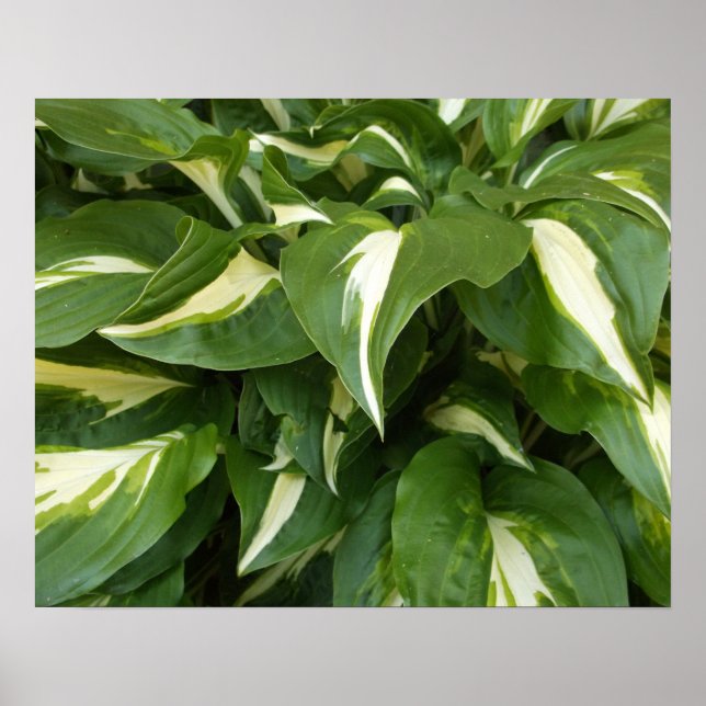 Poster Feuilles d'Hosta (Devant)
