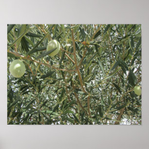 Poster Feuilles d'oliviers