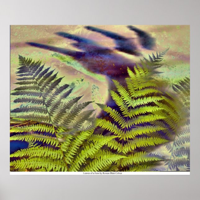Poster Feuilles d'une foune par Rowan Blair Colver (Devant)