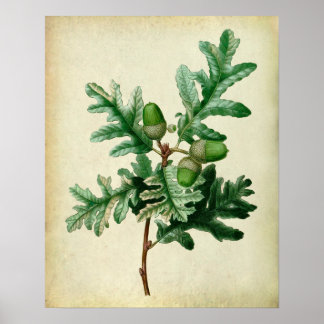 Poster Feuilles en chêne no.5 Décor du mur de l'ferme
