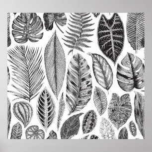Poster Feuilles exotiques, vintage floral noir et blanc.