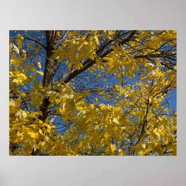 Poster Feuilles jaunes sur la photo des cendres automnale (Devant)