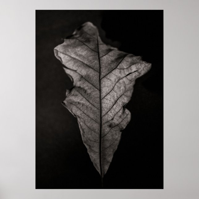 Poster Feuilles n°5 (Devant)