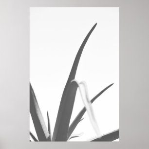 Poster Feuilles Plantes en aloès noir noir