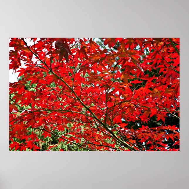 Poster Feuilles rouges (Devant)