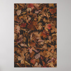 POSTER FEUILLES ROUGES ET BROWN AU SOL