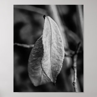 Poster Feuilles sèches noires et blanches sur une mince b