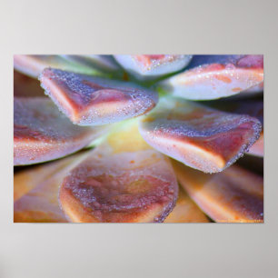 Poster Feuilles succulents