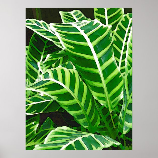Poster Feuilles tropicales, plante zèbre, vert foncé (Devant)