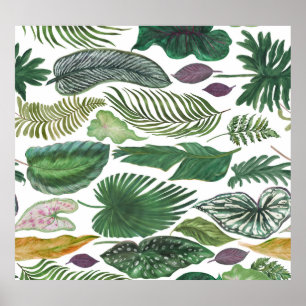 Poster Feuilles tropicaux : arrière - plan transparent aq