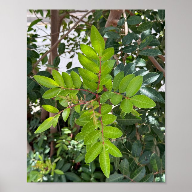 Poster Feuilles verts - Gros plan Nature A3 (Devant)