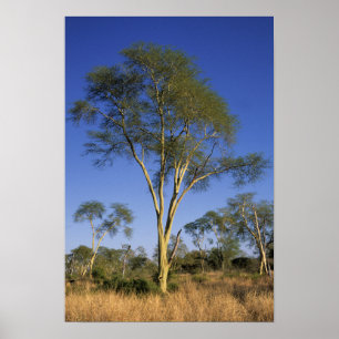 Poster Fever Tree (Acacia Xanthophloea), Punda Maria
