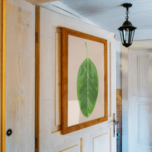 Poster Ficus altissima feuille de 'Gem jaune'