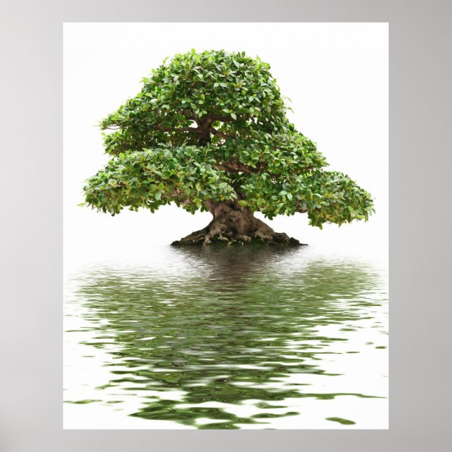Poster Ficus bonsai (Devant)