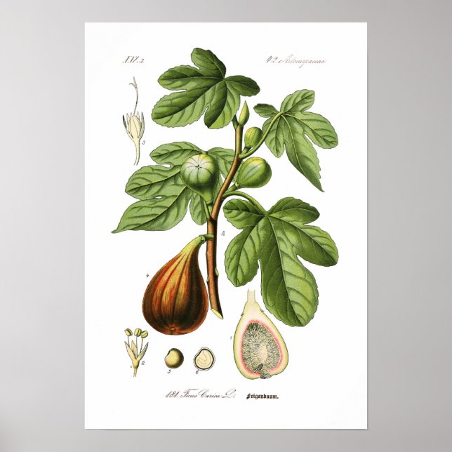 Poster Ficus carica (Fig.) (Devant)