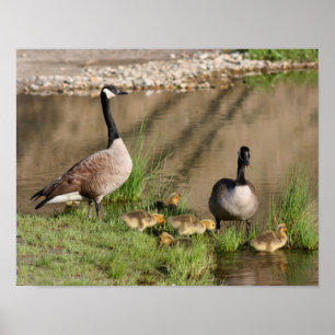 Poster Fier Canada Goose Famille Faune