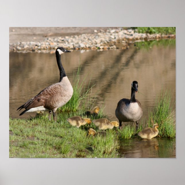 Poster Fier Canada Goose Famille Faune (Devant)