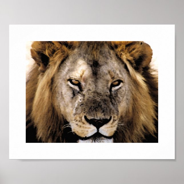 Poster Fier Simba - Serengeti (Devant)