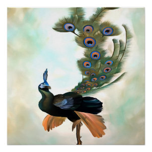 Poster Fière Comme Un Peacock Colorful Courtship Display