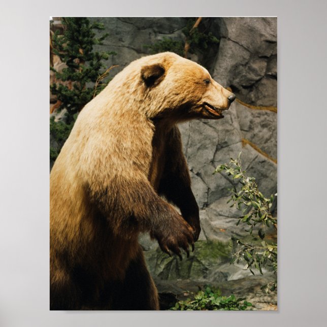 Poster Fière Ours (Devant)