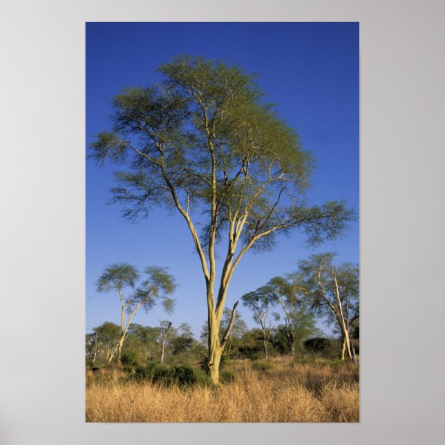 Poster Fièvre (Acacia Xanthophloea), Punda Maria (Devant)