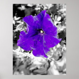 Poster Fièvre pourpre