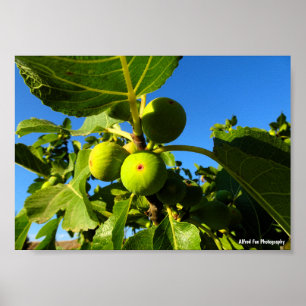 Poster Figues blanches Ciel bleu