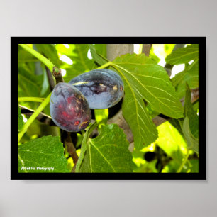 Poster Figues violettes dans l'arbre