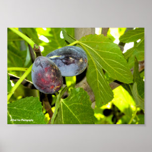 Poster Figues violettes dans l'arbre