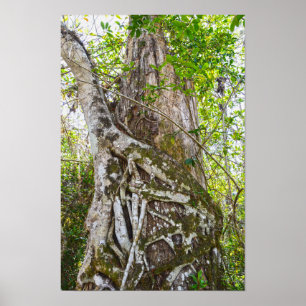 Poster Figuier étrangleur, Big Cypress National Preserve,