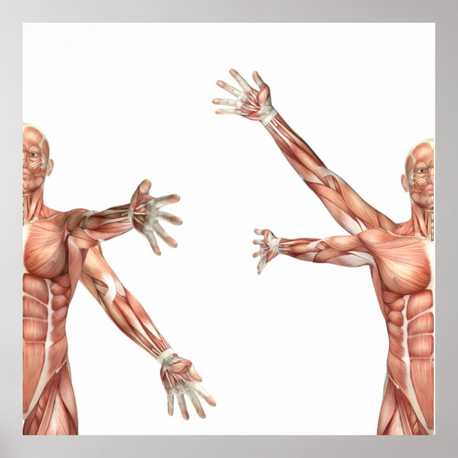 Poster figure médicale montrant la circonférence de l'épa (Devant)