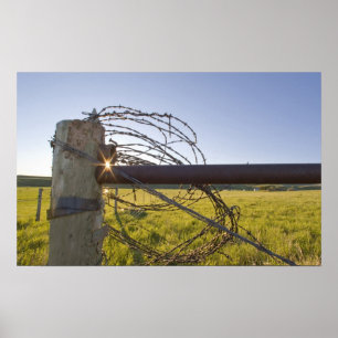 Poster Fil barbelé roulé sur fencerow près