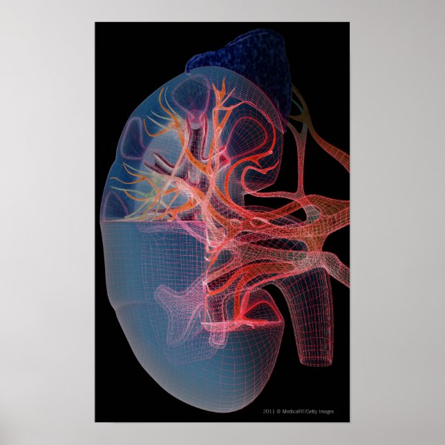 Poster Filaire de l'intérieur d'un rein (Devant)