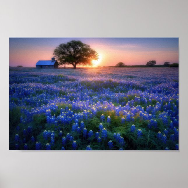Poster Filet de Bluebonnets au coucher du soleil avec gra (Devant)