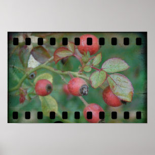 Poster Film rose