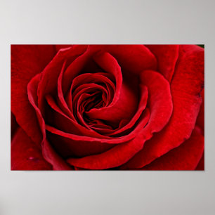 Poster Fin lumineuse de rose rouge