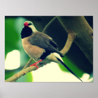 Poster Finch à long queue