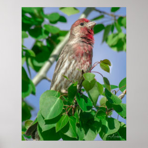 Poster Finch de la maison à tête rouge