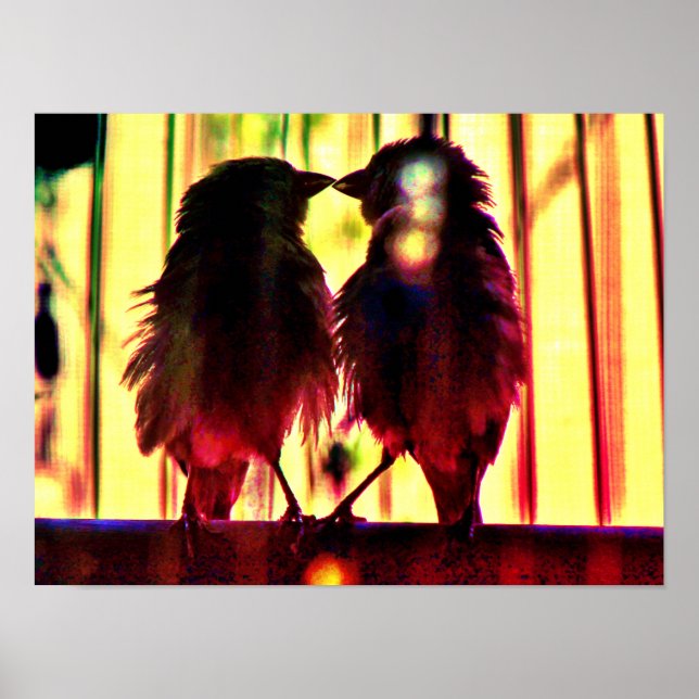Poster Finch Love (Devant)