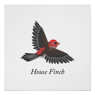 Poster Finch Maison