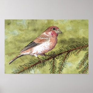 Poster Finch pourpre