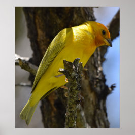 Poster Finch safran jaune