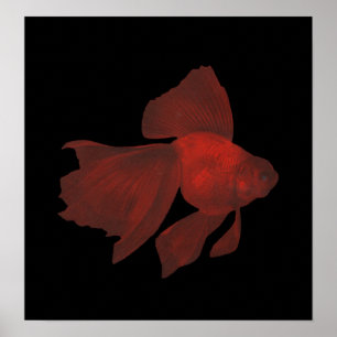 Poster Fish - Veiltail Goldfish - Carassius auratus